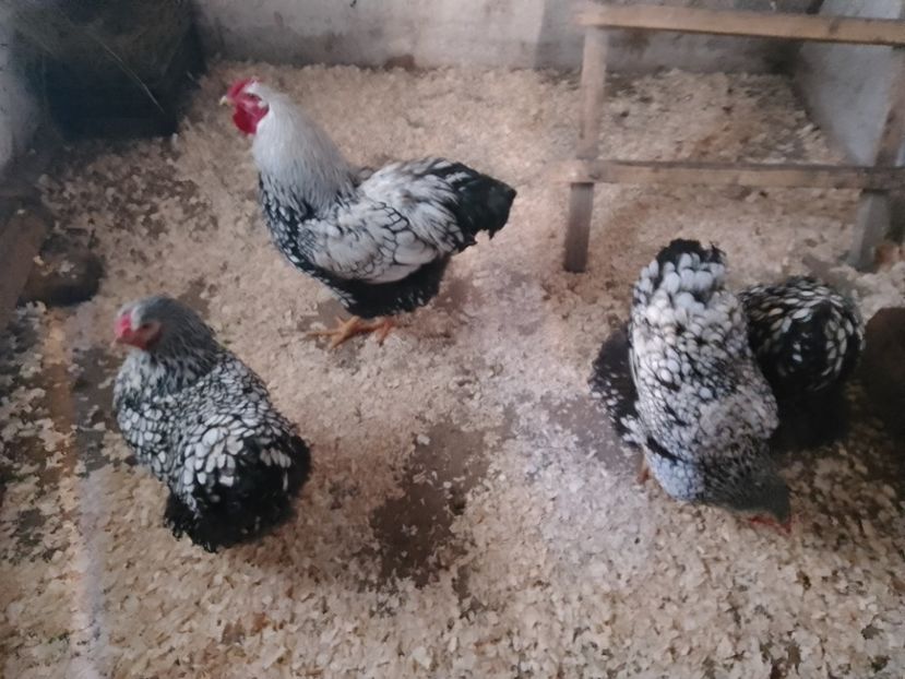  - Wyandotte argintiu negru bordurat 2023