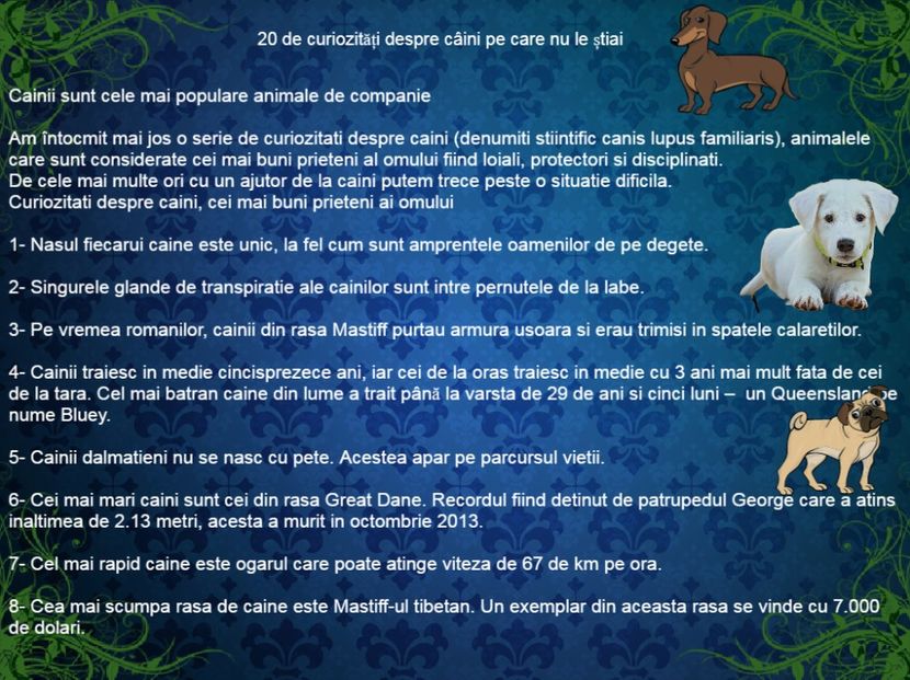 20 de curiozitati despre câini pe care nu le știai - Curiozități