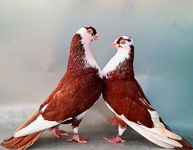 Perechea  56 - B - Perechi 2023