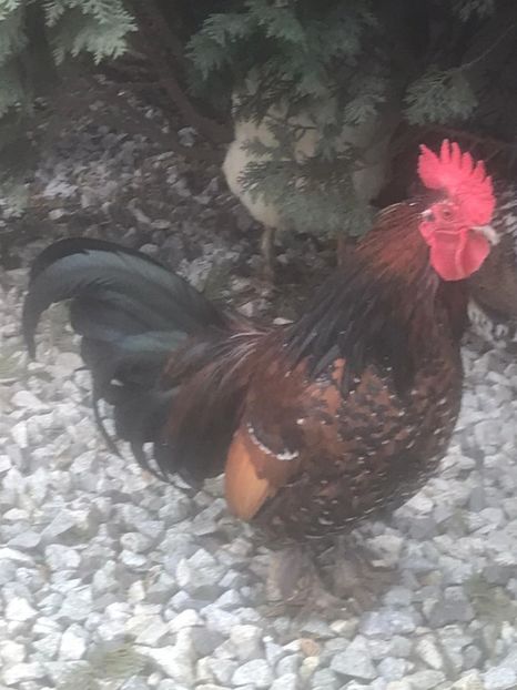 vandut - De vanzare gainuse mi de flori