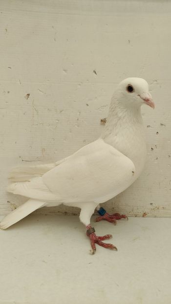 F 2021 vanduta - De vanzare voiajori 2