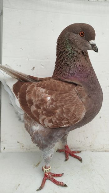 F 2021 vanduta - De vanzare kingi