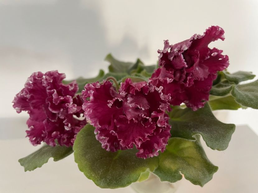 5C9D071E-B7A1-471A-BB9C-10BAFBDE1FE6 - 001 Violete 2023-2024