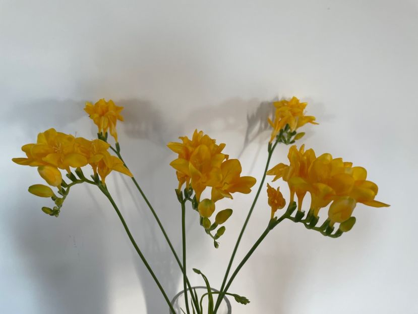 6C111933-DCC9-4C3B-A3E8-934A1F55293C - 01 Iarna 2022-2023