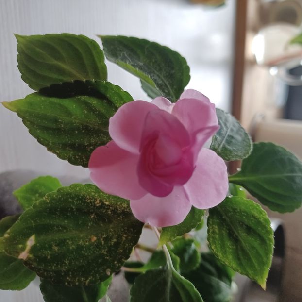 Mulțumesc draga Andreea!! - Impatiens sau sporul casei 2023