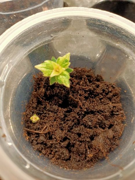 Img.2023.02.18 - Albicioșii