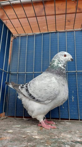 F 2022 Dr.Bakosi - Achiziții 2023