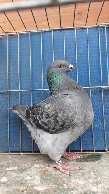 F 2022 H G.Sipter - Achiziții 2023