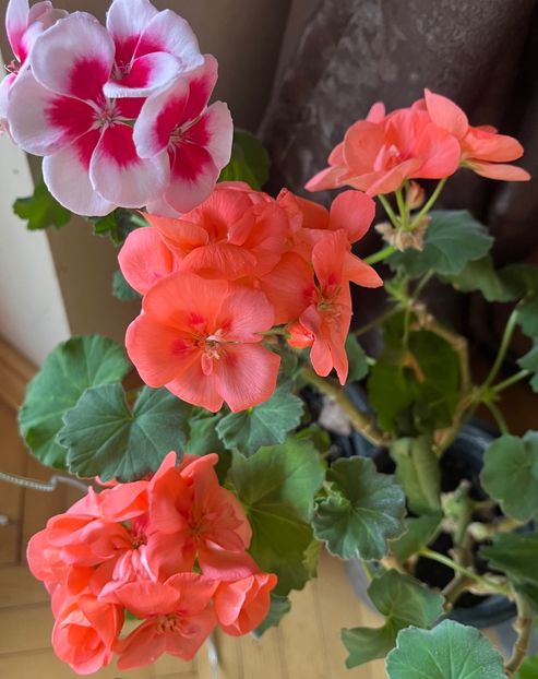 32F5FD96-2F2B-4E89-9AD5-DEF1A79EAF75 - Muscate