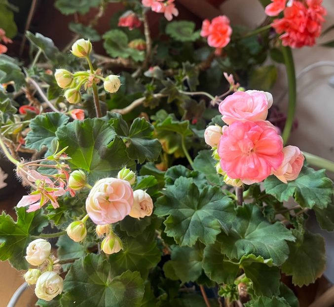 DC8C6830-B1E5-4CD4-B770-9A45EFDAED3D - Muscate