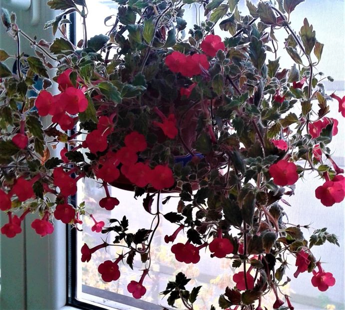  - 0000 ACHIMENES