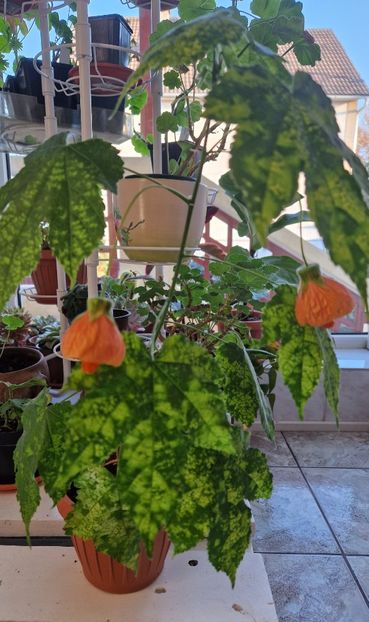  - Abutilon