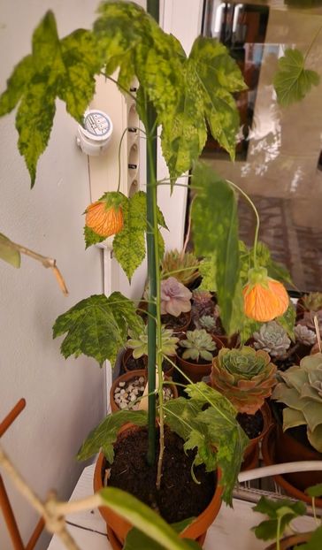  - Abutilon