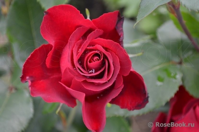  - Hommage a Barbara