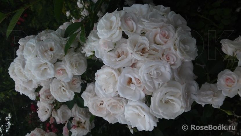  - Aspirin rose