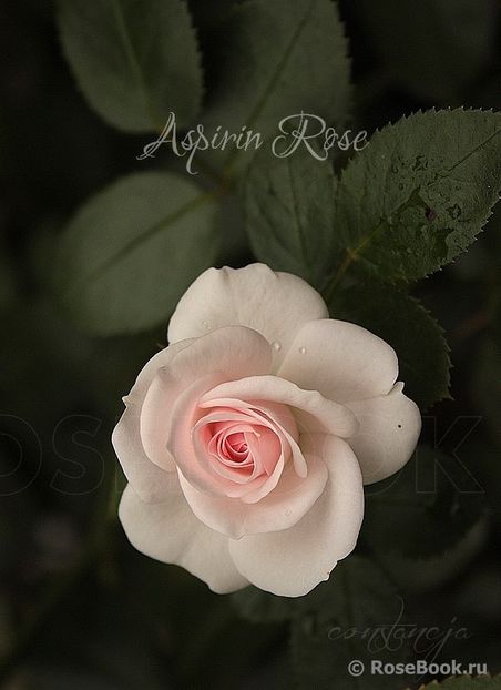  - Aspirin rose