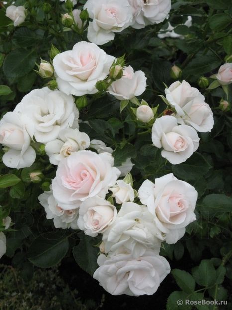  - Aspirin rose