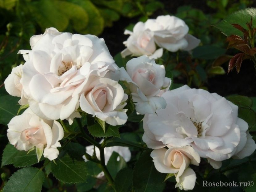  - Aspirin rose