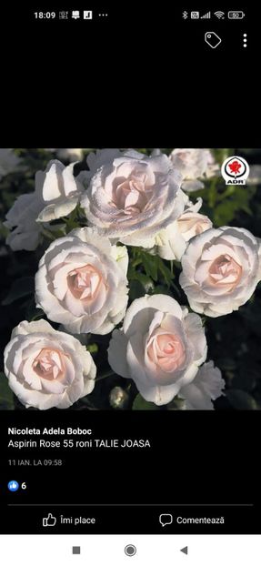 2023_02_05_18.09.29 - Aspirin rose