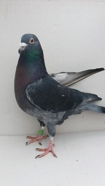 M 2018 3C - De vanzare voiajori 2