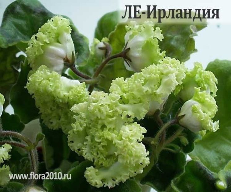 ee7eca9e86f3554e24cc57e2df303358 - Dorințe