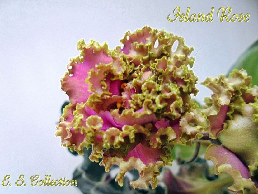 02e468c7a0538701fc25250d77d23ff6 - Dorințe