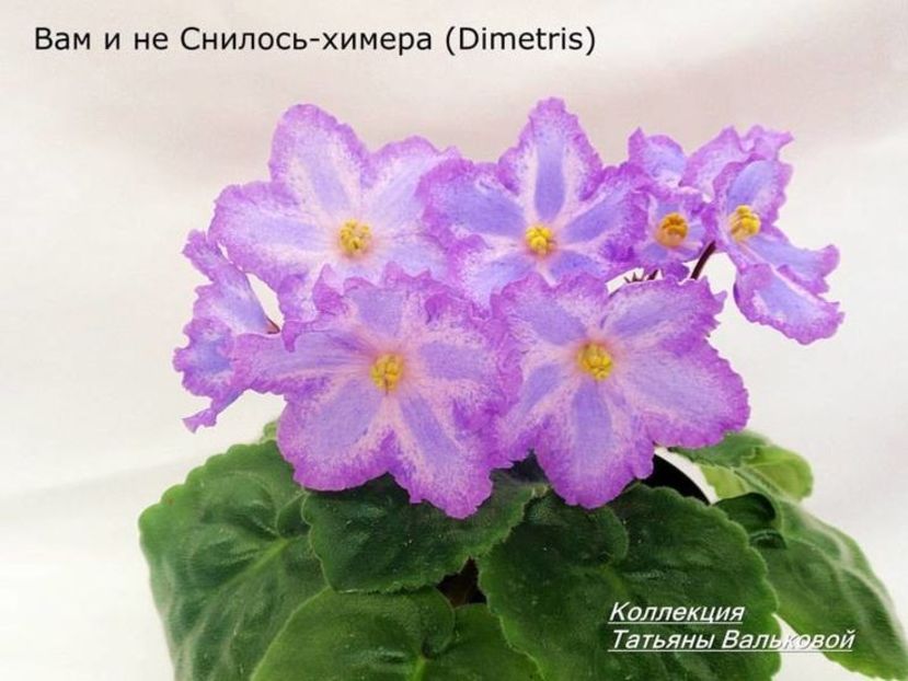 077567a5add8fd3f53663e05731e2e1f - Dorințe