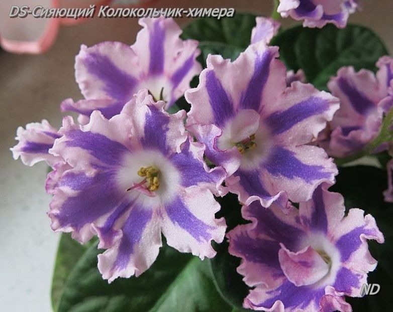 17ed5852a3c5396bfc77a7f24e35dd77 - Dorințe