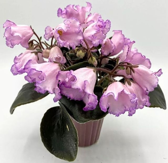 fce4d1d5812f5edad9edee191bf1ac37 - Dorințe