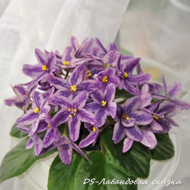 6c81e49834b978731db18b42d522b7e0 - Dorințe