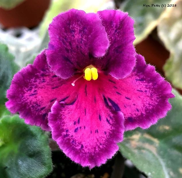 92c599704327a576a384c7931ed20585 - Dorințe