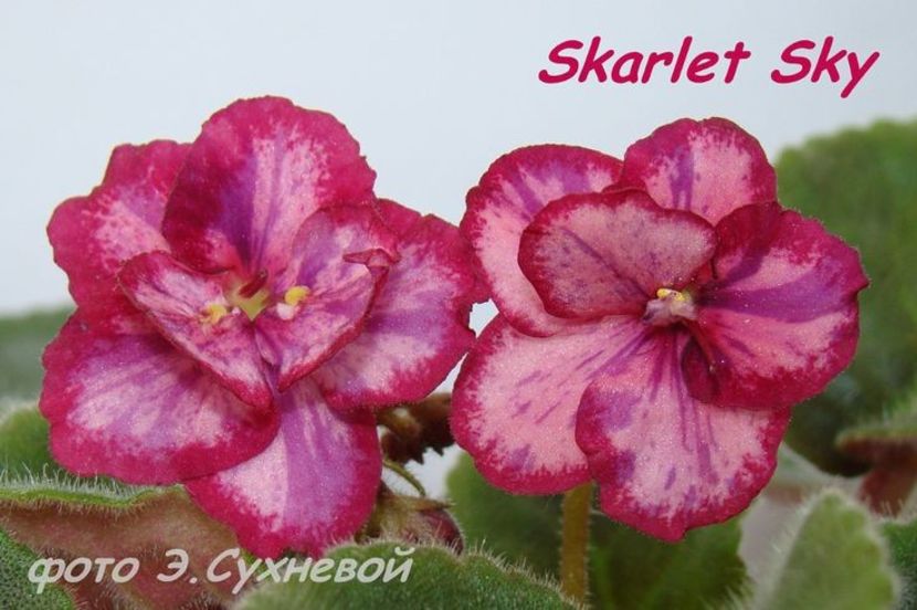 ed93b3169c6d9a7e81857c13bc128513 - Dorințe