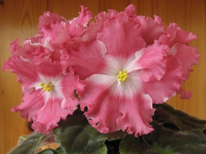 65f1fd69acfbc9257f0156621b43c8b9 - Dorințe