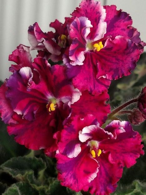 b515fec49ee08bd41de8066ff6443a2d - Dorințe