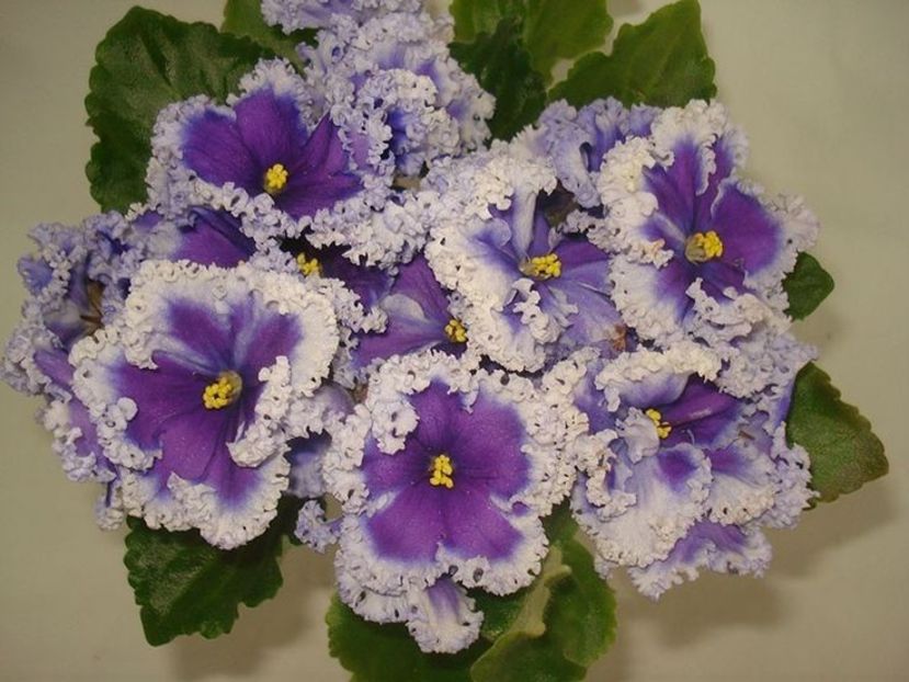 d5e1608e58f3d5475848f7465eba2cda - Dorințe