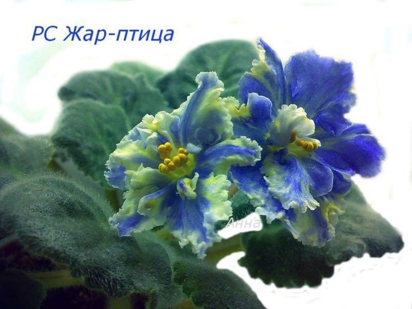 55c8e595d6eda67d5e319ef224ee2047 - Dorințe