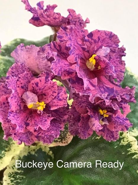 404ec3fdc0405a3901500e3e7ade0a88 - Dorințe