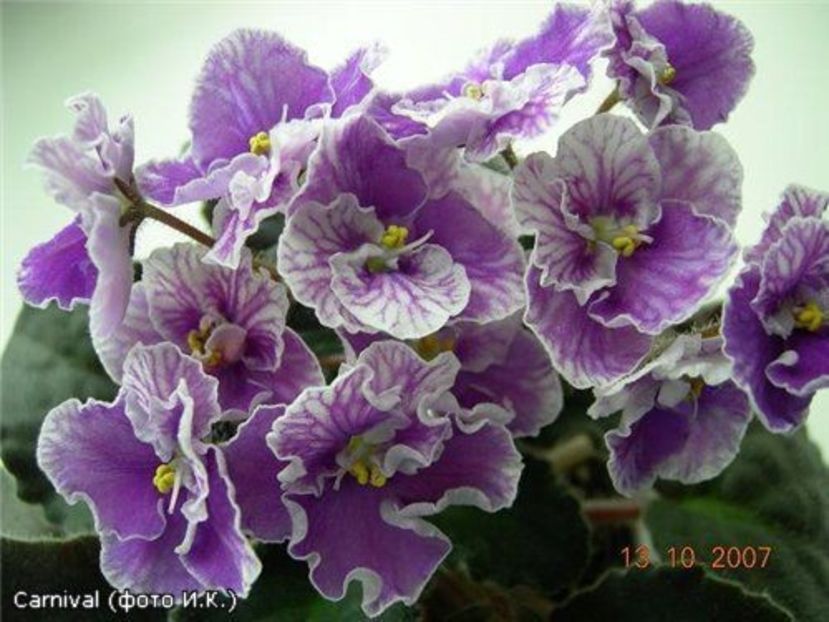 41dd93a93caa8d02981fe5e01c48d3dc - Dorințe