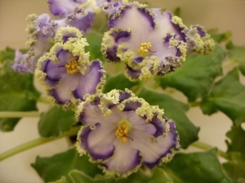 c91781094e2e18a25029e1c3f3bc5081 - Dorințe