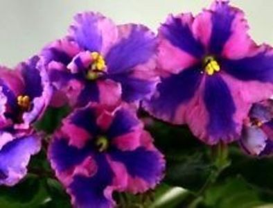 a926518c98842b668d417178dacc3436 - Dorințe