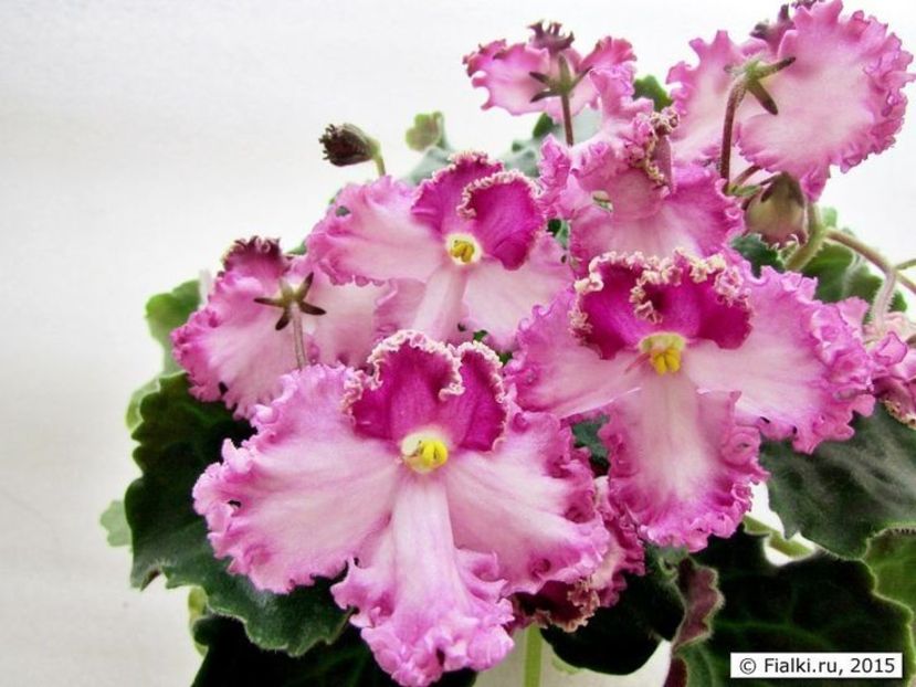 305abb44ffa7bd76e04ffb957461256c - Dorințe