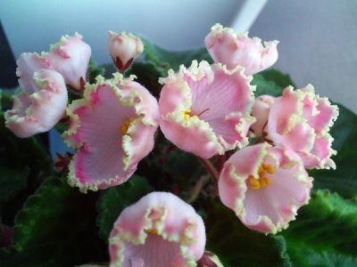 fd82e6e250d2fdb9bbc825f00fd89bfa - Dorințe