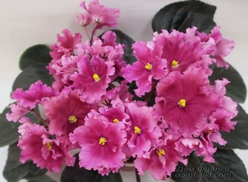 0f775bcf53b85ea8b06e25d2a519bfb3 - Dorințe