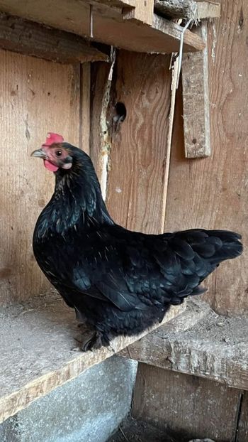 vanduta - De vanzare gainuse mi de flori