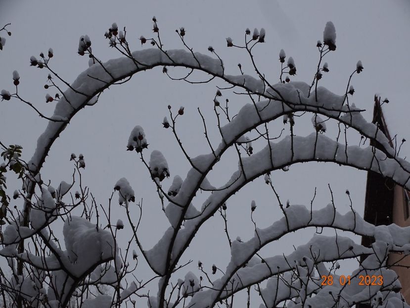  - Iarna in gradina