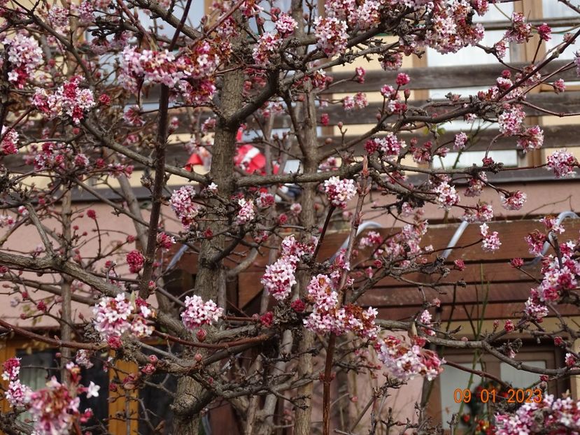  - Copacei si arbusti 2023