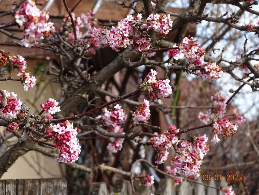  - Copacei si arbusti 2023