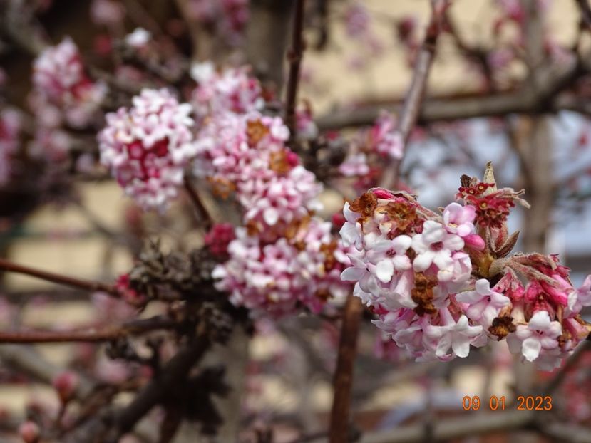  - Copacei si arbusti 2023