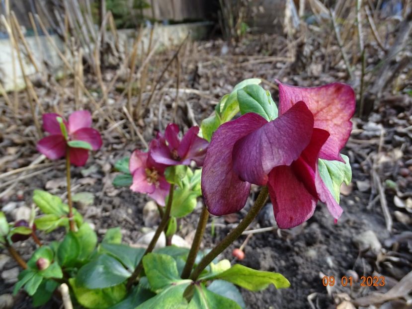 Leona - Helleborus 2023