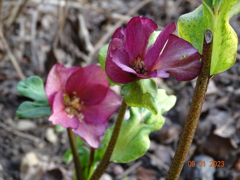 Leona - Helleborus 2023